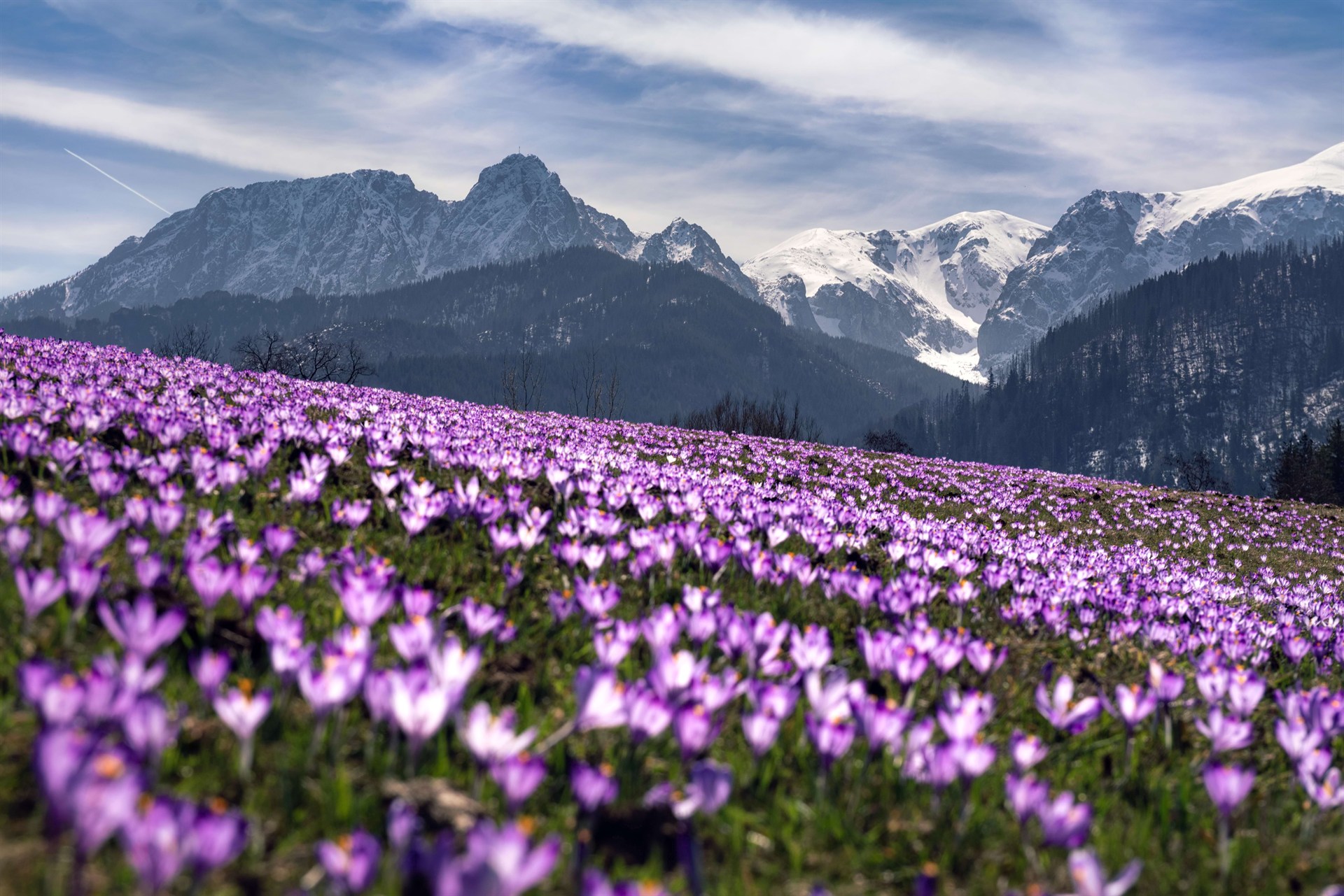 Fioletowe krokusy rozkwitłe na łące u podnóża ośnieżonych, skalistych gór pod jasnym niebem